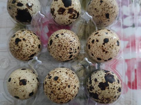 Fürjtojás keltetésre és étkezésre, szállítással Fürjtojás keltetésre és étkezésre, szállítással