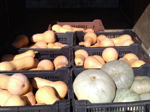 Sütőtök (Orange, Nagydobosi fajták, vegyszermentesen termelve) Sütőtök (Orange, Nagydobosi fajták, vegyszermentesen termelve)