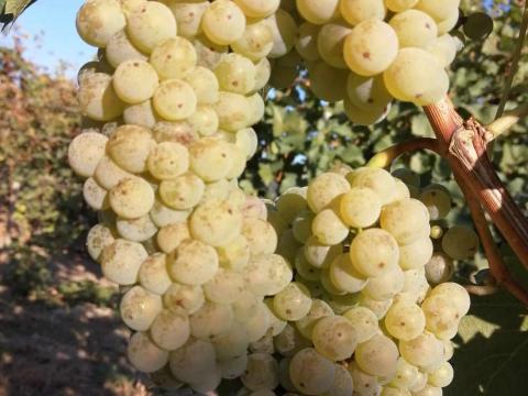 Minőségi olaszrizling szőlőmust - tisztított Minőségi olaszrizling szőlőmust - tisztított