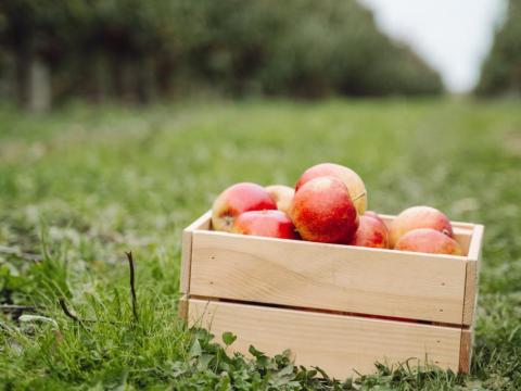 Léalma vásár 2025 - almaléhez, pálinkához ideális alma eladó Léalma vásár 2025 - almaléhez, pálinkához ideális alma eladó