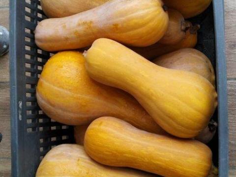 Orange Sütőtök Orange Sütőtök