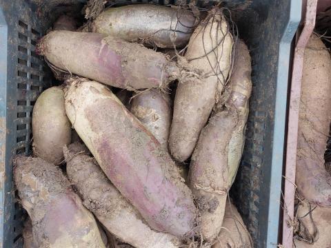 Cékla eladó Cékla eladó