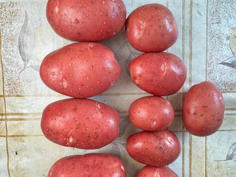 Burgonya étkezési (50+), nagytételben Burgonya étkezési (50+), nagytételben