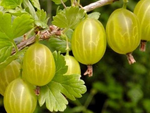 Egres bokor Debrecen őstermelőtől Egres bokor Debrecen őstermelőtől