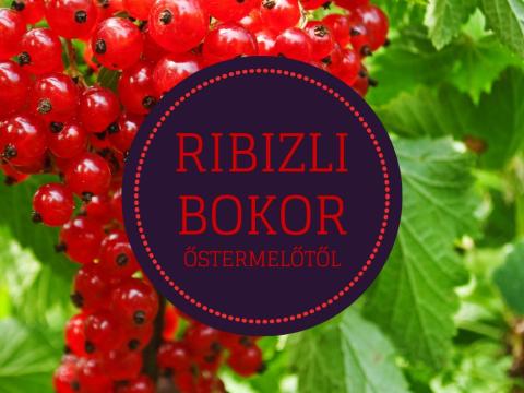 Ribizli bokor Debrecen őstermelőtől Ribizli bokor Debrecen őstermelőtől