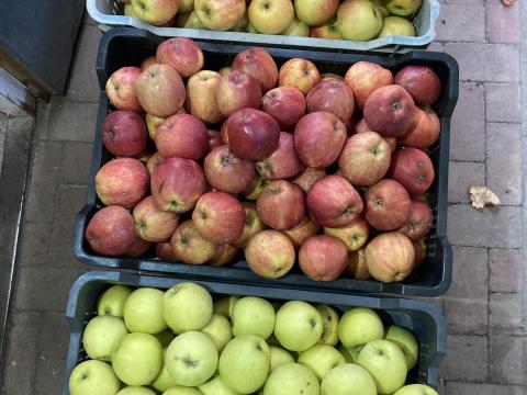 Étkezési alma eladó Ráckevén – friss Gála alma közvetlenül a termelőtől Étkezési alma eladó Ráckevén – friss Gála alma közvetlenül a termelőtől