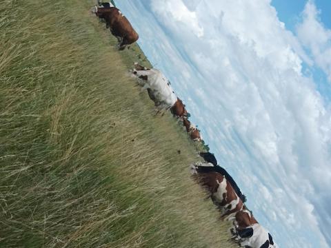 Termelői tehèn tej Termelői tehèn tej