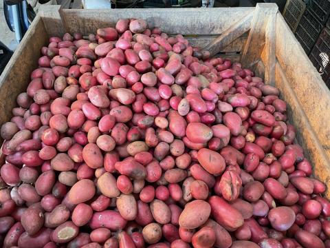 Takarmányburgonya eladó folyamatosan Takarmányburgonya eladó folyamatosan