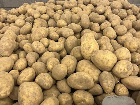 Étkezési burgonya Étkezési burgonya