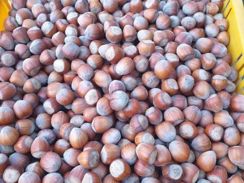 Mogyoró közvetlenül a termelőtől eladó Mogyoró közvetlenül a termelőtől eladó