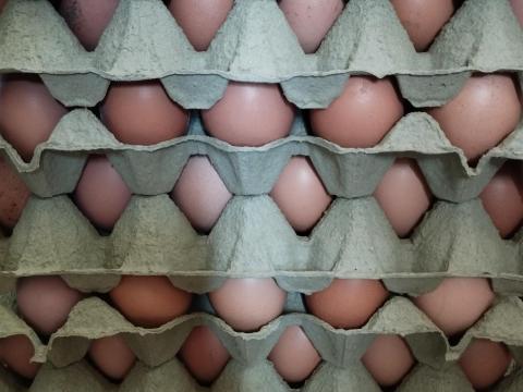 Friss tojás – házi, kapirgálós tyúkok tojása postázva is! Friss tojás – házi, kapirgálós tyúkok tojása postázva is!