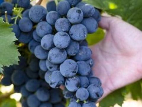 Pinot Noir szőlő eladó Pinot Noir szőlő eladó