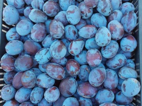 Szilvacefre Ráckeve 2025 Szilvacefre Ráckeve 2025