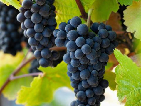 Pinot Noir (Kék Burgundi) szőlő eladó Pinot Noir (Kék Burgundi) szőlő eladó