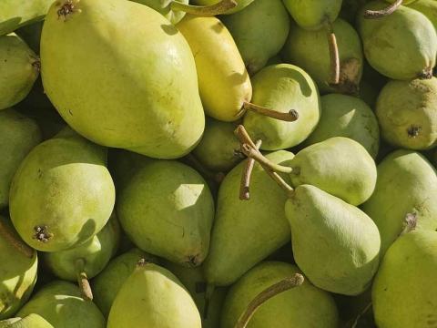 Vilmos boskobak vajkörte cefrének pálinkának eladó Vilmos boskobak vajkörte cefrének pálinkának eladó