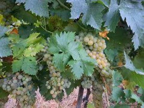 Szőlő eladó, sárga muskotály Szőlő eladó, sárga muskotály