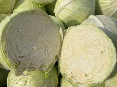 Fejes káposzta eladó termelőtől, savanyításra alkalmas STRUKTA F1 típus Fejes káposzta eladó termelőtől, savanyításra alkalmas STRUKTA F1 típus