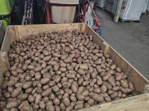 Eladó burgonya nagy mennyiségben Eladó burgonya nagy mennyiségben