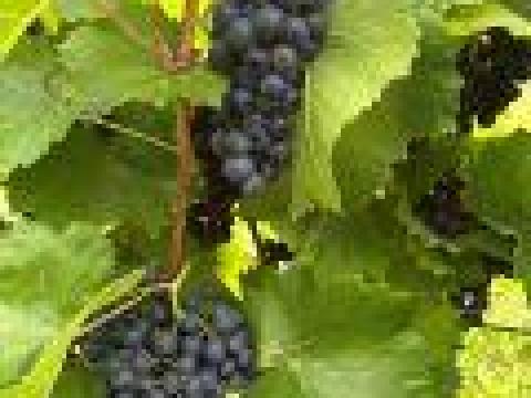 Olaszrizling, Zweigelt, ezerfürtű szőlő Pécselyen eladó Olaszrizling, Zweigelt, ezerfürtű szőlő Pécselyen eladó