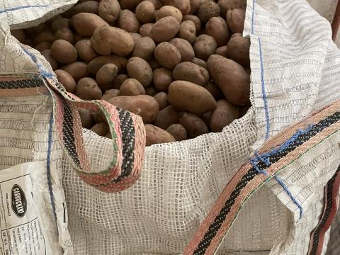 Burgonya termelőtől eladó Burgonya termelőtől eladó