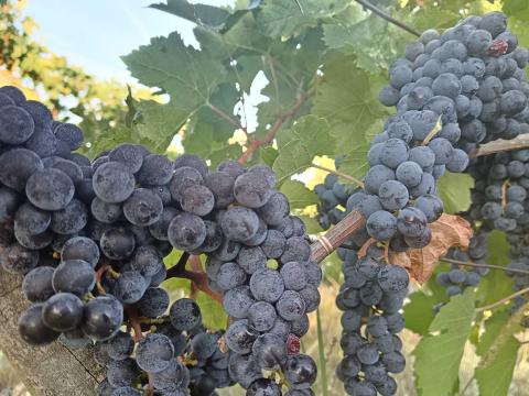 Merlot borszőlő eladó kis és nagy tételben Merlot borszőlő eladó kis és nagy tételben
