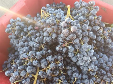 Kékfrankos eladó kis és nagy tételben Kékfrankos eladó kis és nagy tételben