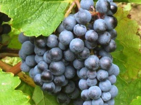 Cabernet sauvignon eladó kis és nagy tételben Cabernet sauvignon eladó kis és nagy tételben