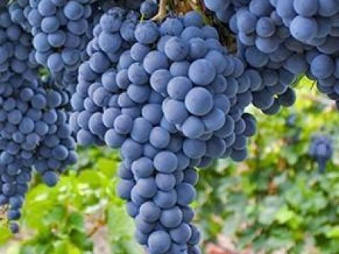 Eladó Cabernet Sauvignon szőlő termelőtől Eladó Cabernet Sauvignon szőlő termelőtől