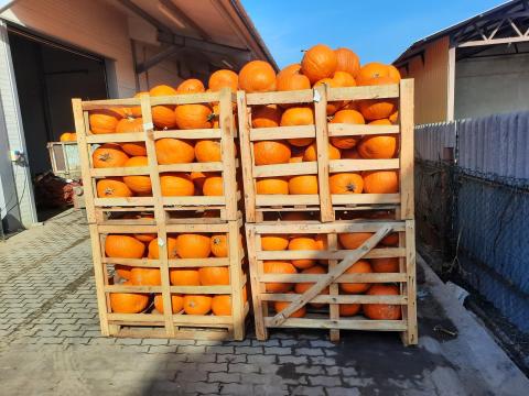 Halloween tök eladó Alsónémedin termelőtől Halloween tök eladó Alsónémedin termelőtől