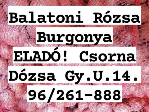 BURGONYA BALATONI RÓZSA