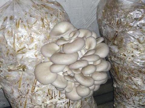 Laskagomba termőzsák, gombazsák Laskagomba termőzsák, gombazsák