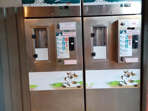 Riska tejautomata Riska tejautomata