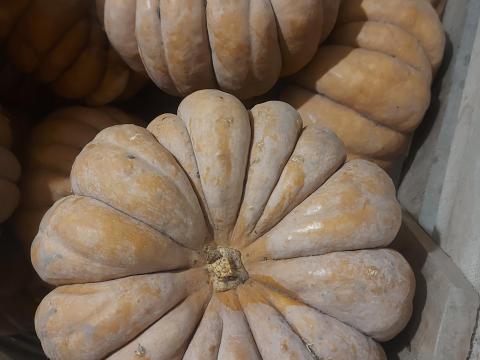 Muskotályos sütőtök Muskotályos sütőtök