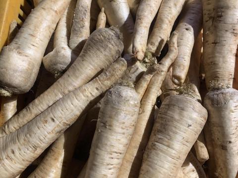 Petrezselyemgyökér eladó akciós áron Petrezselyemgyökér eladó akciós áron