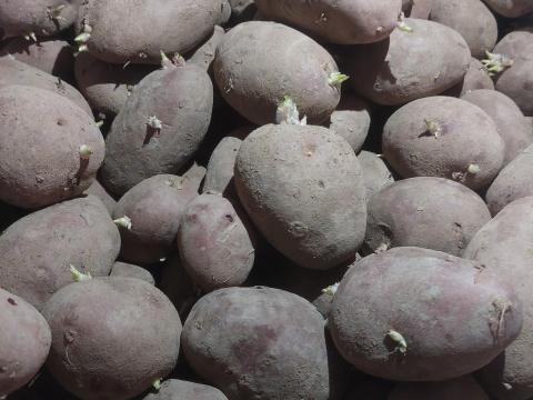 Vető méretű burgonya eladó Vető méretű burgonya eladó