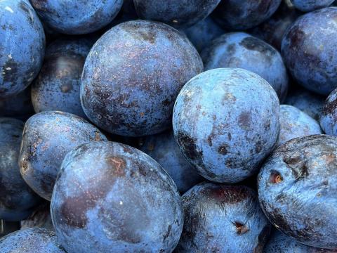 Eladó szatmári szilvalekvár 1900 Ft/kg Eladó szatmári szilvalekvár 1900 Ft/kg