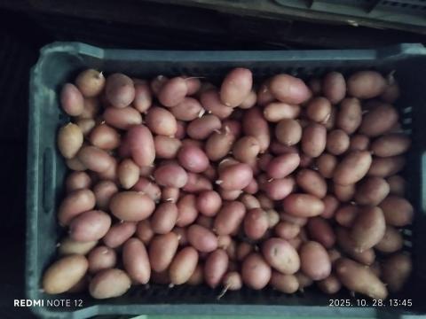 Burgonya Redscarlet és Balatonirózsa vetőméretű hollandmagból