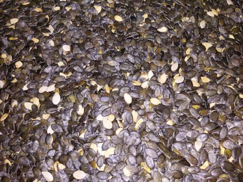 Héjnélküli Tökmag Eladó 22 tonna Héjnélküli Tökmag Eladó 22 tonna