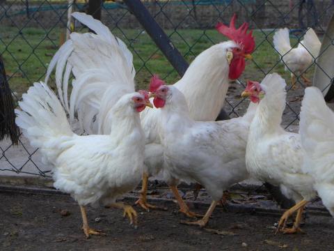 Leghorn tojás, tenyésztojás, keltetőtojás eladó Leghorn tojás, tenyésztojás, keltetőtojás eladó