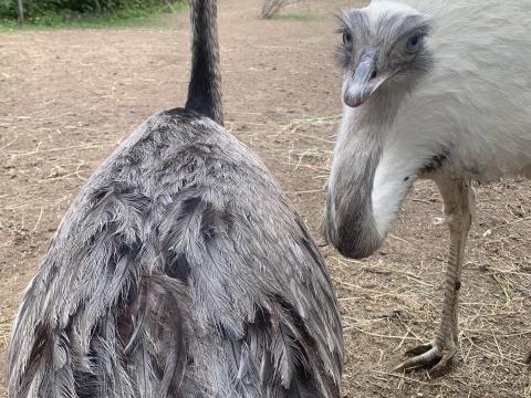 Nandu tojás kapható Nandu tojás kapható