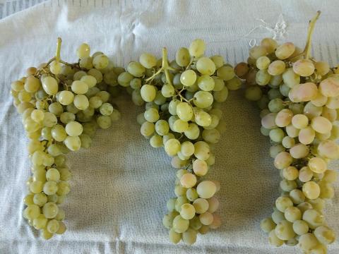 Apostol mag nélküli csemegeszőlő eladó Apostol mag nélküli csemegeszőlő eladó