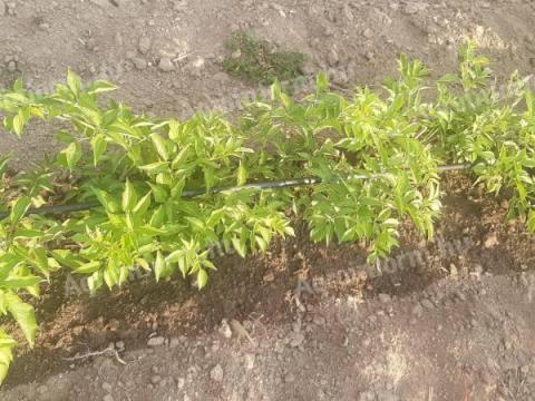 Bodza szaporítóanyag Bodza szaporítóanyag