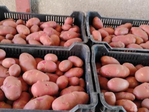 Burgonya eladó Burgonya eladó