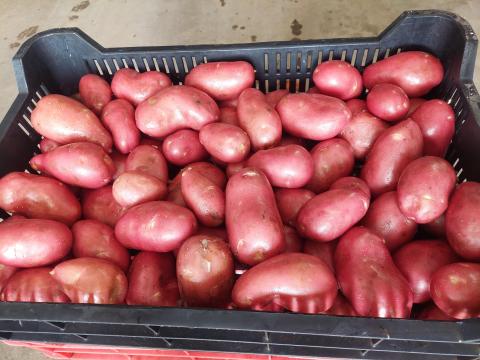 Újburgonya Újburgonya