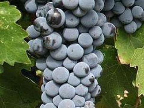 Cabernet Sauvignon szőlő eladó Cabernet Sauvignon szőlő eladó