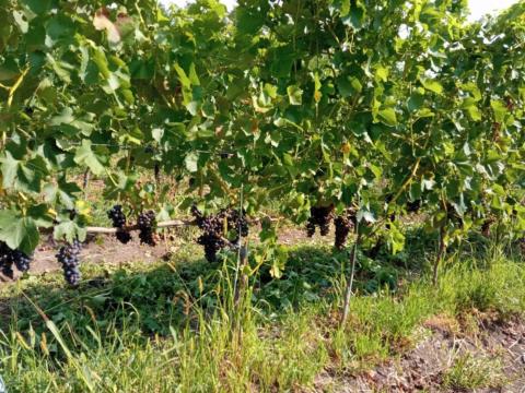 Eladó Furmint, Kékfrankos, Merlot, Cabernet és Syrah szőlő Eger kiváló dűlőiből Eladó Furmint, Kékfrankos, Merlot, Cabernet és Syrah szőlő Eger kiváló dűlőiből