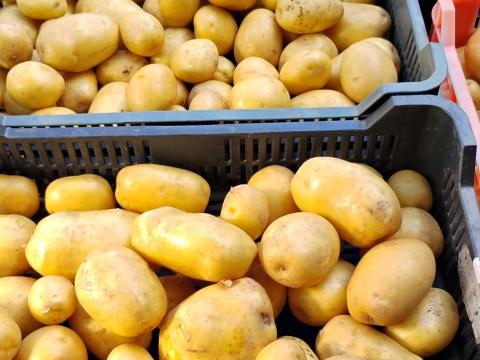 Sárga burgonya eladó Sárga burgonya eladó