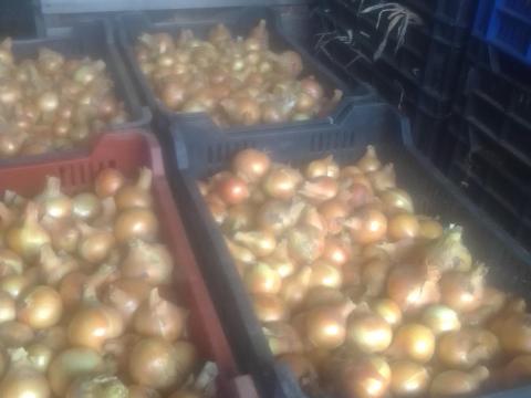 Vöröshagyma eladó nagy mennyiségben családi gazdaságból Vöröshagyma eladó nagy mennyiségben családi gazdaságból