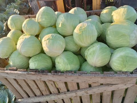 Fejeskáposzta eladó termelőtől kis és nagy tételben Fejeskáposzta eladó termelőtől kis és nagy tételben