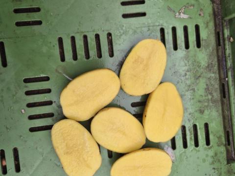 Nagykereskedelmi mennyiségű burgonyát kínálok eladásra Nagykereskedelmi mennyiségű burgonyát kínálok eladásra